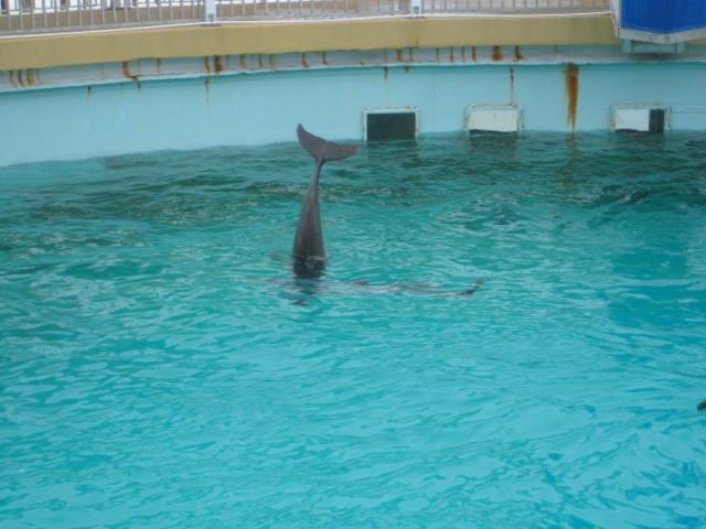 Dolphin tail