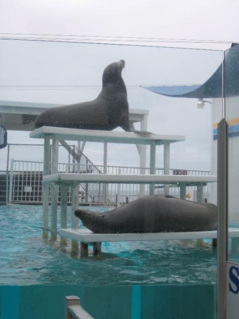 California Sea Lions in Florida