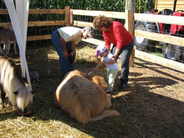 Brushing the hairy cow.JPG